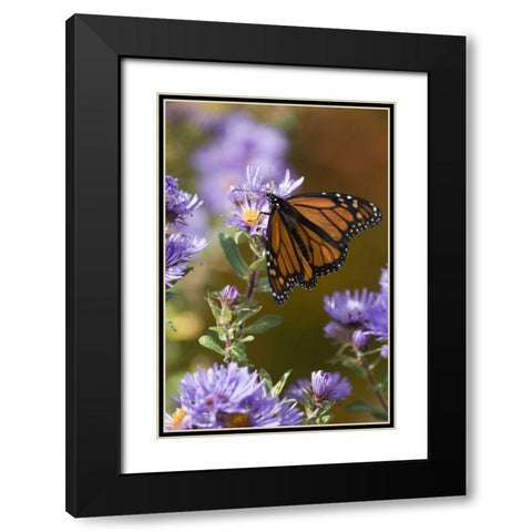 New Hampshire Monarch butterfly on aster flower Black Modern Wood Framed Art Print with Double Matting by Rotenberg, Nancy