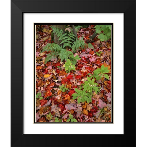 NH, White Mountain NF Leaves on forest floor Black Modern Wood Framed Art Print with Double Matting by Terrill, Steve