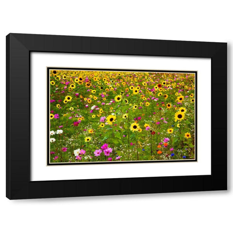 USA-New Hampshire meridian planted with sunflowers and cosmos flowers along Interstate 95 Black Modern Wood Framed Art Print with Double Matting by Gulin, Sylvia