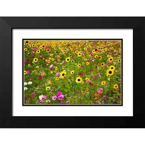 USA-New Hampshire meridian planted with sunflowers and cosmos flowers along Interstate 95 Black Modern Wood Framed Art Print with Double Matting by Gulin, Sylvia
