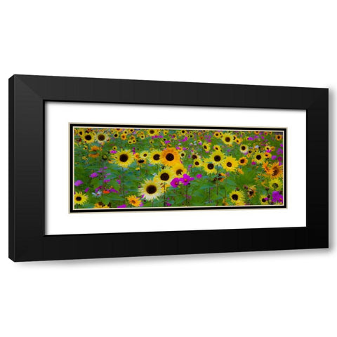 USA-New Hampshire meridian planted with sunflowers and cosmos flowers along Interstate 95 Black Modern Wood Framed Art Print with Double Matting by Gulin, Sylvia