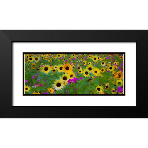 USA-New Hampshire meridian planted with sunflowers and cosmos flowers along Interstate 95 Black Modern Wood Framed Art Print with Double Matting by Gulin, Sylvia