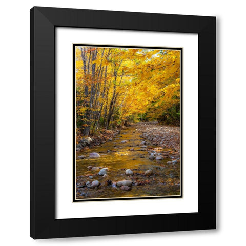 USA-New Hampshire-White Mountains National Forest-Highway 112-Small stream Fall colors of White Bir Black Modern Wood Framed Art Print with Double Matting by Gulin, Sylvia