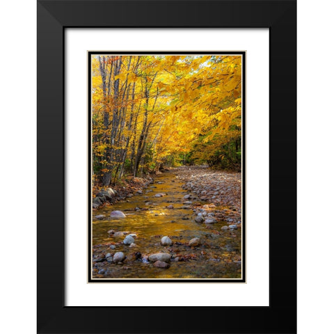 USA-New Hampshire-White Mountains National Forest-Highway 112-Small stream Fall colors of White Bir Black Modern Wood Framed Art Print with Double Matting by Gulin, Sylvia
