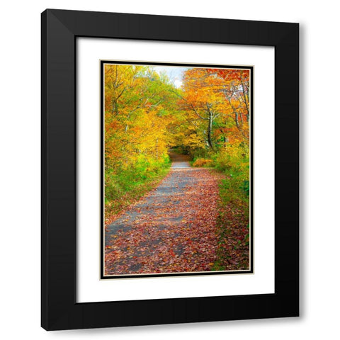 USA-New Hampshire-Franconia-one lane roadway with fallen Autumn leaves and lined with Fall colored  Black Modern Wood Framed Art Print with Double Matting by Gulin, Sylvia