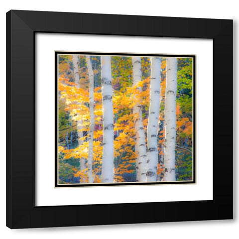 USA-New Hampshire-Franconia-Autumn Colors surrounding group of White Birch tree trunks Black Modern Wood Framed Art Print with Double Matting by Gulin, Sylvia