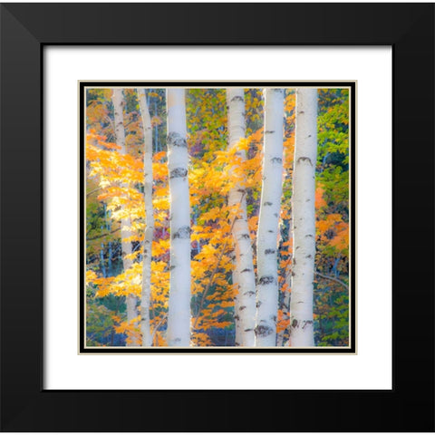 USA-New Hampshire-Franconia-Autumn Colors surrounding group of White Birch tree trunks Black Modern Wood Framed Art Print with Double Matting by Gulin, Sylvia