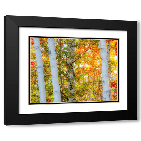 USA-New Hampshire-Franconia-Autumn Colors surrounding group of White Birch tree trunks Black Modern Wood Framed Art Print with Double Matting by Gulin, Sylvia