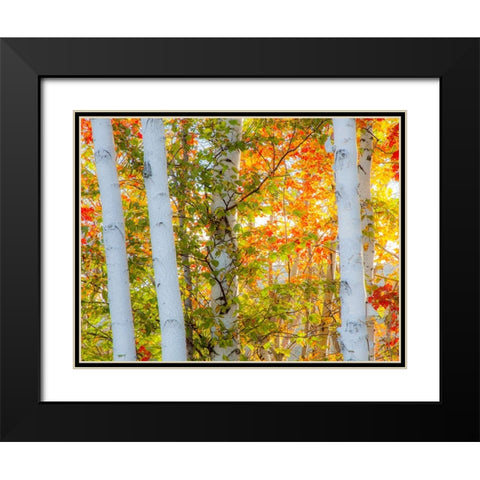 USA-New Hampshire-Franconia-Autumn Colors surrounding group of White Birch tree trunks Black Modern Wood Framed Art Print with Double Matting by Gulin, Sylvia