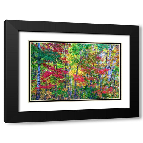 USA-New Hampshire-Gorham-Fall colors with grove of White Birch and Maple trees Black Modern Wood Framed Art Print with Double Matting by Gulin, Sylvia