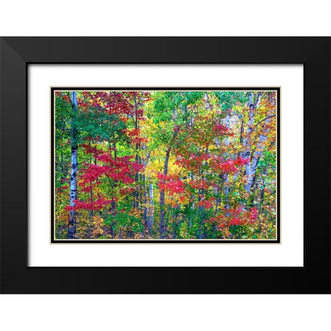 USA-New Hampshire-Gorham-Fall colors with grove of White Birch and Maple trees Black Modern Wood Framed Art Print with Double Matting by Gulin, Sylvia