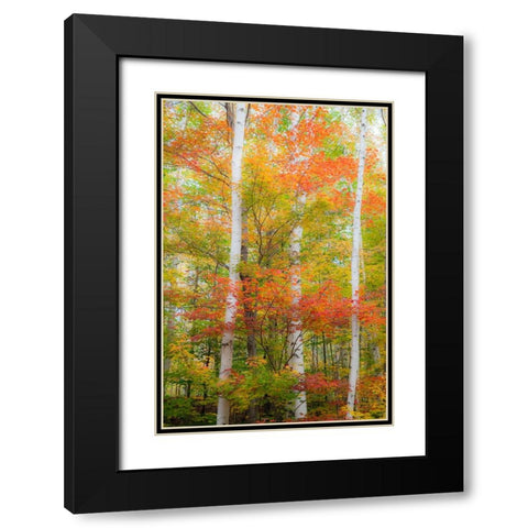 USA-New Hampshire-Gorham-White Birch tree trunks surrounded by Fall colors from Maple-Beech and Bir Black Modern Wood Framed Art Print with Double Matting by Gulin, Sylvia