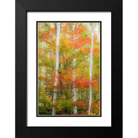 USA-New Hampshire-Gorham-White Birch tree trunks surrounded by Fall colors from Maple-Beech and Bir Black Modern Wood Framed Art Print with Double Matting by Gulin, Sylvia