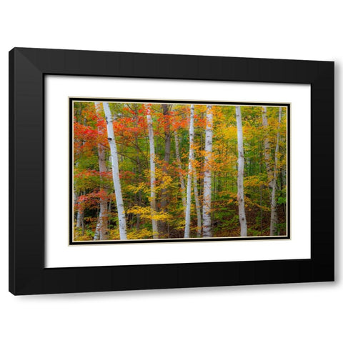 USA-New Hampshire-Gorham-White Birch tree trunks surrounded by Fall colors from Maple-Beech and Bir Black Modern Wood Framed Art Print with Double Matting by Gulin, Sylvia
