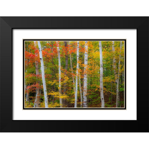 USA-New Hampshire-Gorham-White Birch tree trunks surrounded by Fall colors from Maple-Beech and Bir Black Modern Wood Framed Art Print with Double Matting by Gulin, Sylvia