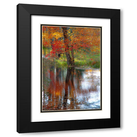 USA-New Hampshire-Jackson-Autumn in New England with Fall Color of Maple Tree reflected in small po Black Modern Wood Framed Art Print with Double Matting by Gulin, Sylvia