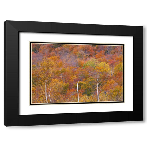 USA-New Hampshire-New England Fall colors on hillsides along highway 16 north of Jackson Black Modern Wood Framed Art Print with Double Matting by Gulin, Sylvia