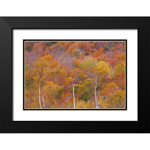 USA-New Hampshire-New England Fall colors on hillsides along highway 16 north of Jackson Black Modern Wood Framed Art Print with Double Matting by Gulin, Sylvia