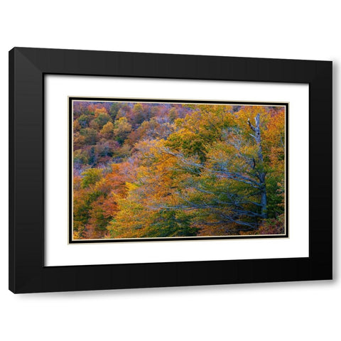USA-New Hampshire-New England Fall colors on hillsides along highway 16 north of Jackson Black Modern Wood Framed Art Print with Double Matting by Gulin, Sylvia