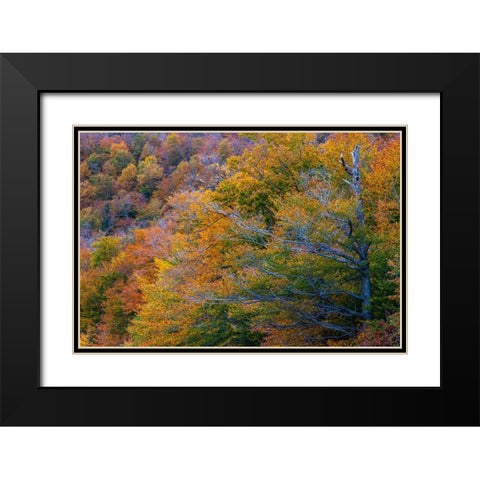 USA-New Hampshire-New England Fall colors on hillsides along highway 16 north of Jackson Black Modern Wood Framed Art Print with Double Matting by Gulin, Sylvia