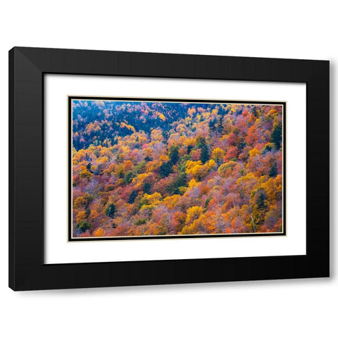 USA-New Hampshire-New England Fall colors on hillsides along highway 16 north of Jackson Black Modern Wood Framed Art Print with Double Matting by Gulin, Sylvia