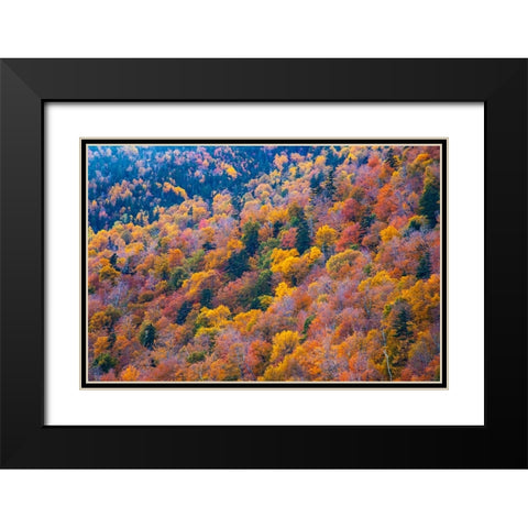 USA-New Hampshire-New England Fall colors on hillsides along highway 16 north of Jackson Black Modern Wood Framed Art Print with Double Matting by Gulin, Sylvia