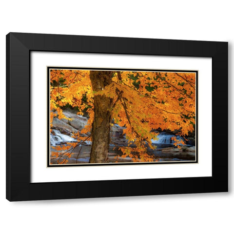 USA-New Hampshire-Jackson-Jackson Falls with American Beech in full Autumn color display Black Modern Wood Framed Art Print with Double Matting by Gulin, Sylvia