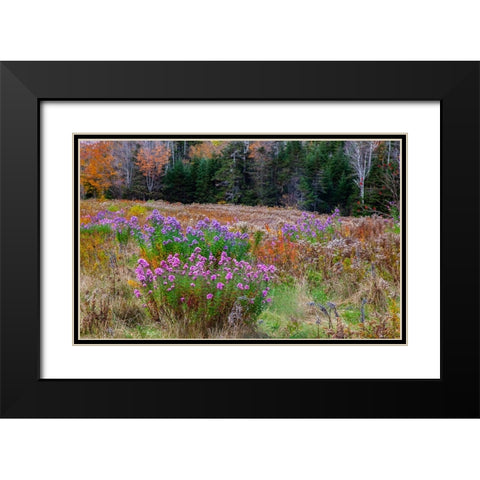 USA-New Hampshire-New England field off of highway 302 with Autumn daisies and hillside backdrop wi Black Modern Wood Framed Art Print with Double Matting by Gulin, Sylvia