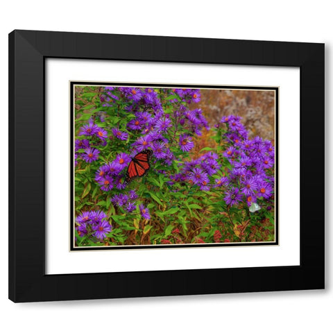 USA-New Hampshire field of daisies with Monarch Butterfly feeding just off of Highway 302 Black Modern Wood Framed Art Print with Double Matting by Gulin, Sylvia