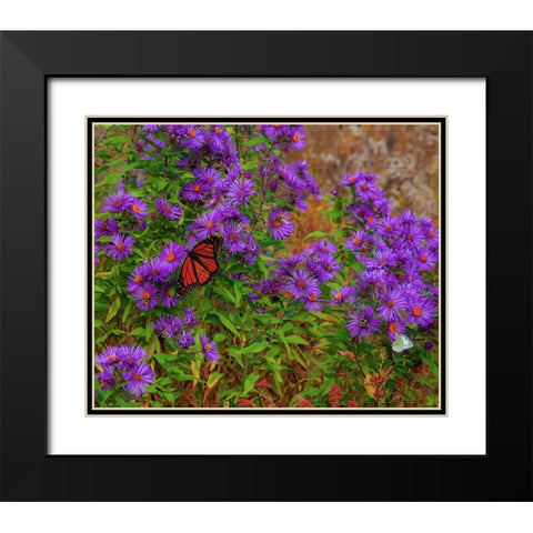 USA-New Hampshire field of daisies with Monarch Butterfly feeding just off of Highway 302 Black Modern Wood Framed Art Print with Double Matting by Gulin, Sylvia