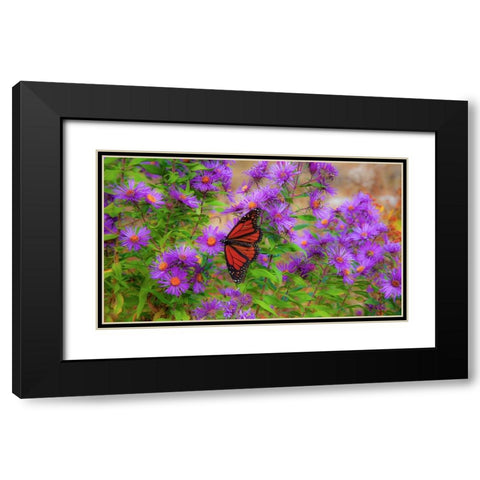 USA-New Hampshire field of daisies with Monarch Butterfly feeding just off of Highway 302 Black Modern Wood Framed Art Print with Double Matting by Gulin, Sylvia