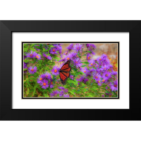 USA-New Hampshire field of daisies with Monarch Butterfly feeding just off of Highway 302 Black Modern Wood Framed Art Print with Double Matting by Gulin, Sylvia