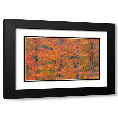 USA-New Hampshire-Franconia hardwood forest of maple trees in Autumn Black Modern Wood Framed Art Print with Double Matting by Gulin, Sylvia