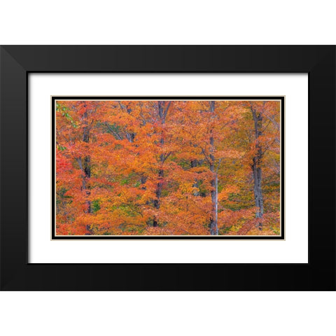 USA-New Hampshire-Franconia hardwood forest of maple trees in Autumn Black Modern Wood Framed Art Print with Double Matting by Gulin, Sylvia
