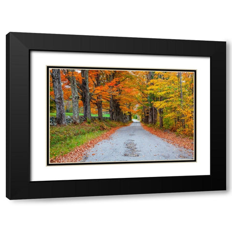 USA-New Hampshire-One lane road lined with Maple trees and stone fence in Autumn Black Modern Wood Framed Art Print with Double Matting by Gulin, Sylvia