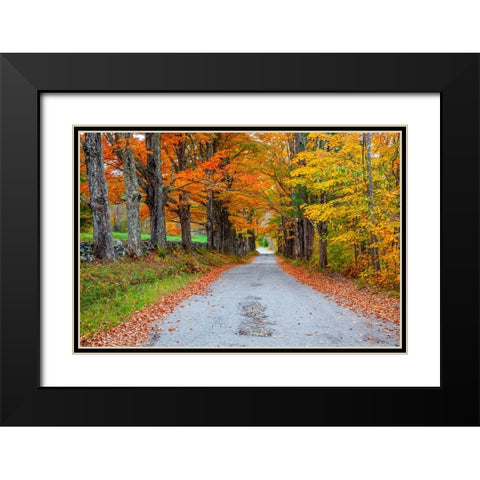 USA-New Hampshire-One lane road lined with Maple trees and stone fence in Autumn Black Modern Wood Framed Art Print with Double Matting by Gulin, Sylvia
