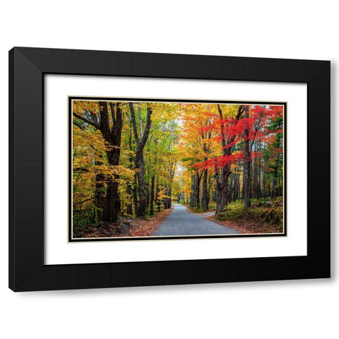 USA-New Hampshire-tree-lined road with maple trees in Fall colors Black Modern Wood Framed Art Print with Double Matting by Gulin, Sylvia