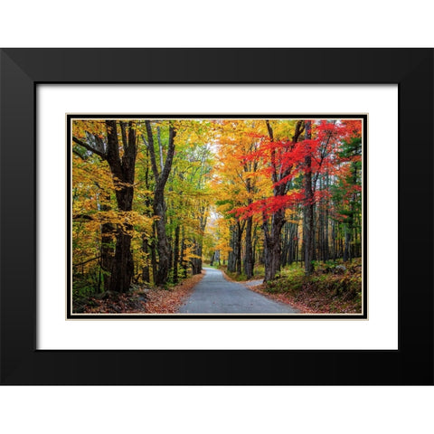USA-New Hampshire-tree-lined road with maple trees in Fall colors Black Modern Wood Framed Art Print with Double Matting by Gulin, Sylvia