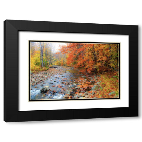 USA-New Hampshire Autumn colors on Maple-Beech trees along the edge of the river Black Modern Wood Framed Art Print with Double Matting by Gulin, Sylvia