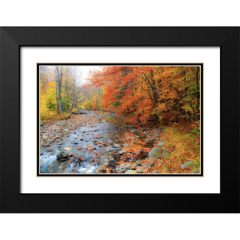 USA-New Hampshire Autumn colors on Maple-Beech trees along the edge of the river Black Modern Wood Framed Art Print with Double Matting by Gulin, Sylvia