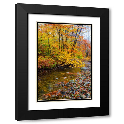 USA-New Hampshire Autumn colors on Maple-Beech trees along the edge of the river Black Modern Wood Framed Art Print with Double Matting by Gulin, Sylvia