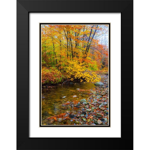 USA-New Hampshire Autumn colors on Maple-Beech trees along the edge of the river Black Modern Wood Framed Art Print with Double Matting by Gulin, Sylvia