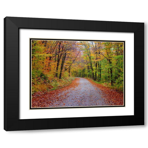 USA-New Hampshire-Sugar Hill wet and foggy morning along roadway in Autumn colors Black Modern Wood Framed Art Print with Double Matting by Gulin, Sylvia