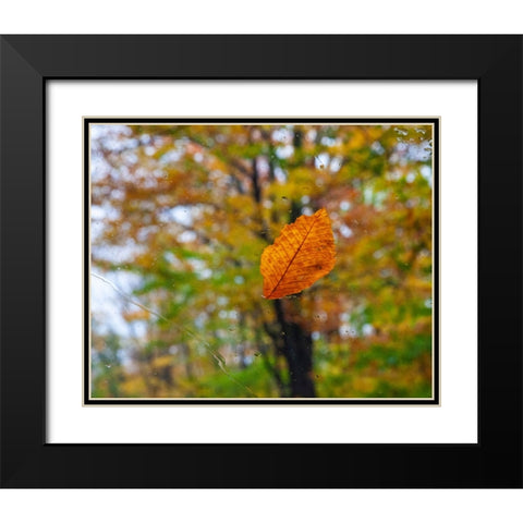 USA-New Hampshire fallen Beech leaf on wet windshield Autumn Black Modern Wood Framed Art Print with Double Matting by Gulin, Sylvia