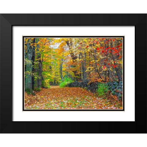 USA-New Hampshire leaf covered lane Autumn colors and stone fence Black Modern Wood Framed Art Print with Double Matting by Gulin, Sylvia