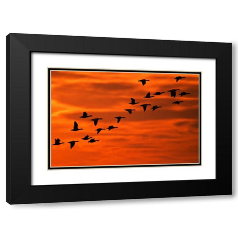 NJ, Cape May Flying birds silhouetted at sunrise Black Modern Wood Framed Art Print with Double Matting by OBrien, Jay