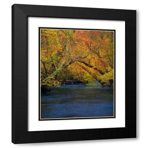 New Jersey-Wharton State Forest River and forest in autumn  Black Modern Wood Framed Art Print with Double Matting by Jaynes Gallery