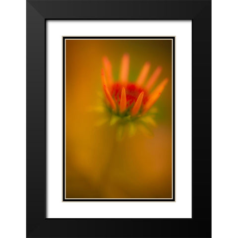 New Jersey-Rio Grande Close-up of coneflower  Black Modern Wood Framed Art Print with Double Matting by Jaynes Gallery