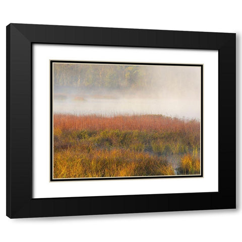 New Jersey-Pine Barrens March grasses and fog at sunrise  Black Modern Wood Framed Art Print with Double Matting by Jaynes Gallery