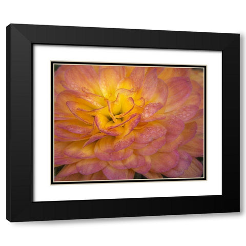 New Jersey-Rio Grande Mum flower close-up  Black Modern Wood Framed Art Print with Double Matting by Jaynes Gallery